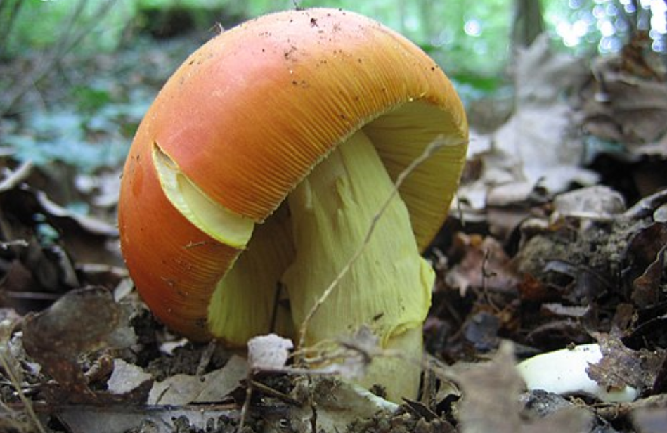 Amanite des Césars ou Oronge Amanite des Césars ou Oronge