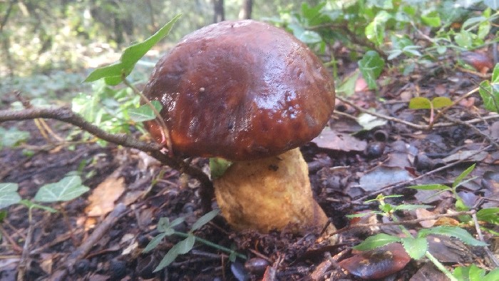 Bolet des chênes verts (leccinum lepidum)