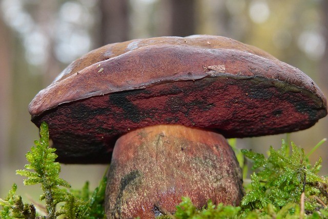 Bolet à pied rouge