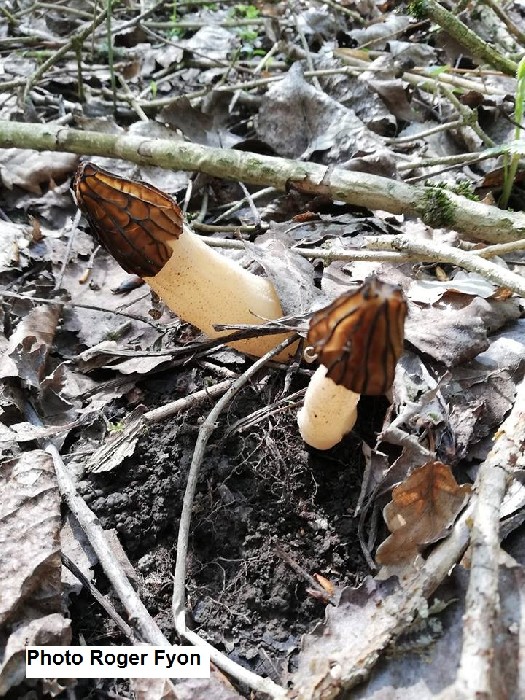 Verpe de bohême biotope et généralités