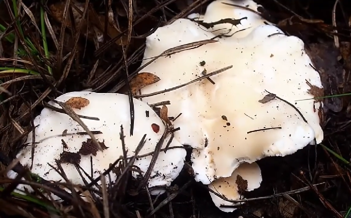 Pied de mouton blanc