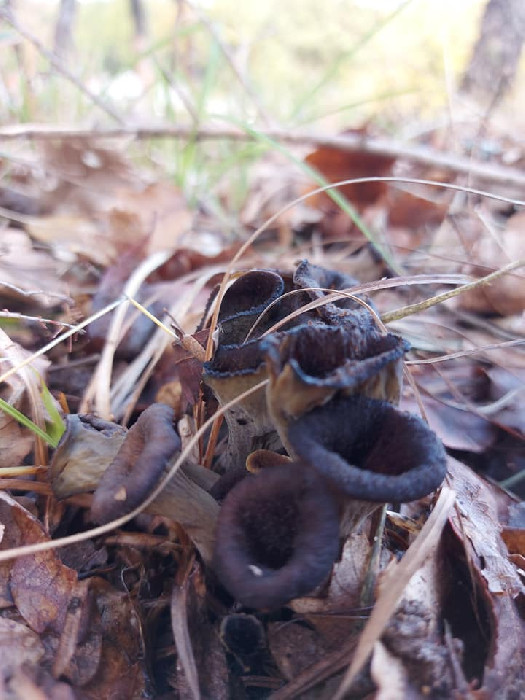 Trompette de la mort