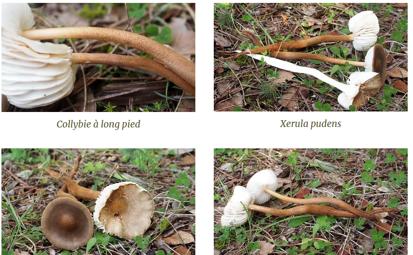 COLLYBIE À POILS RAS