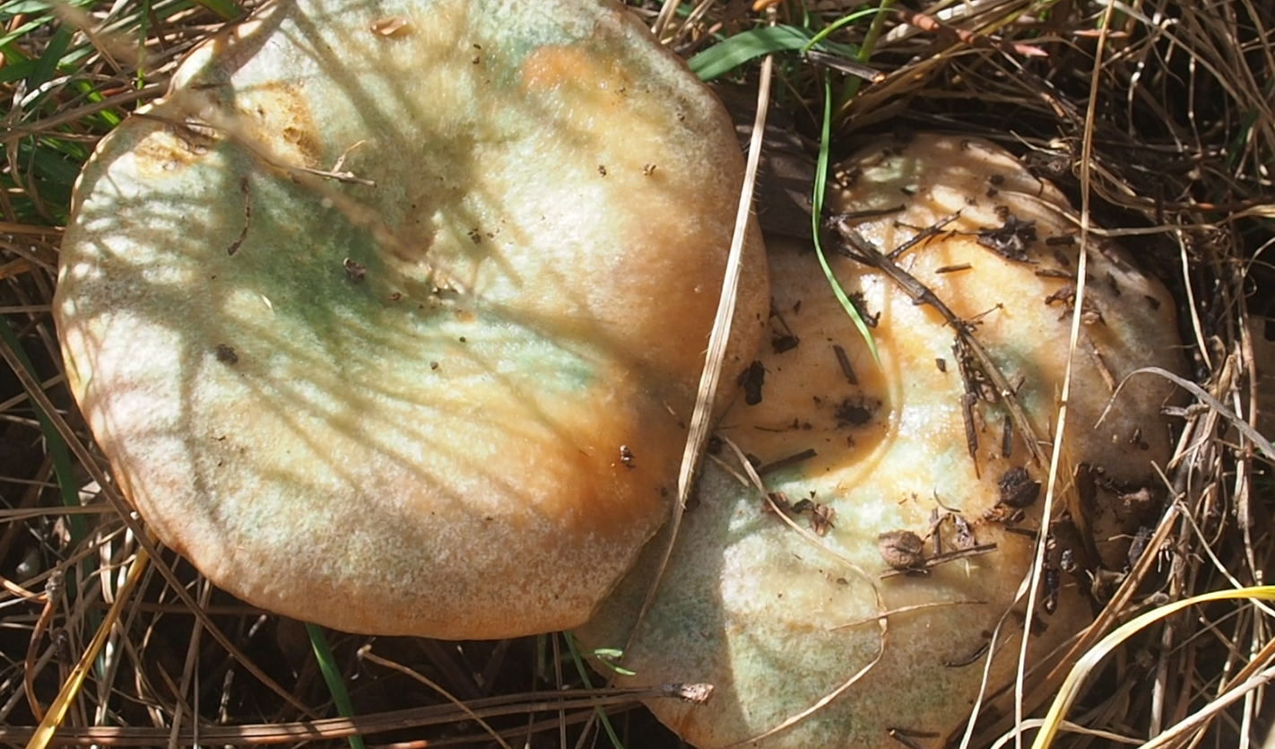 Lactarius deliciosus tâché de verdâtre