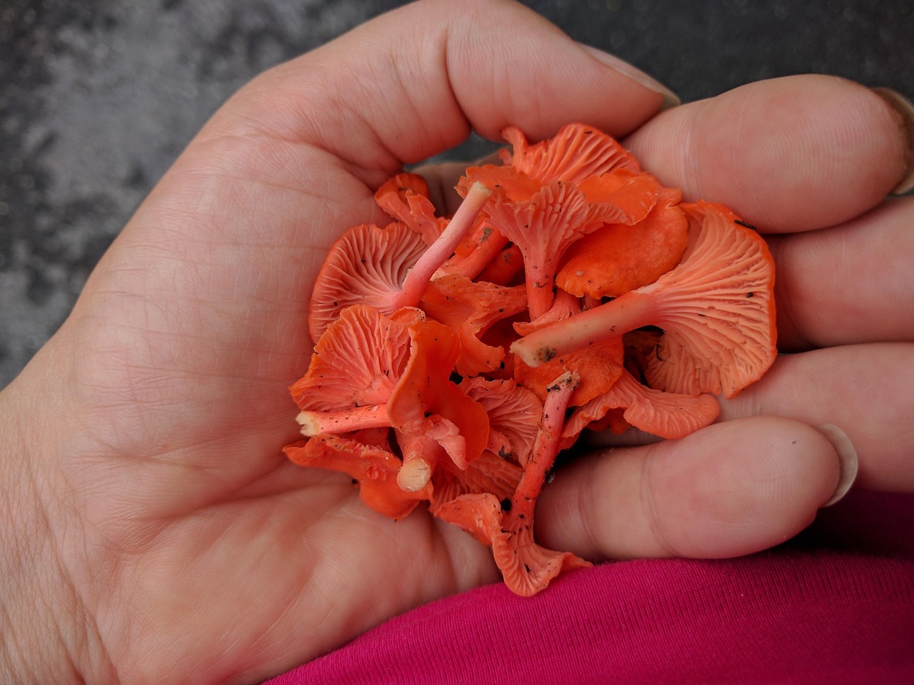 Cantharellus cinnabarinus
