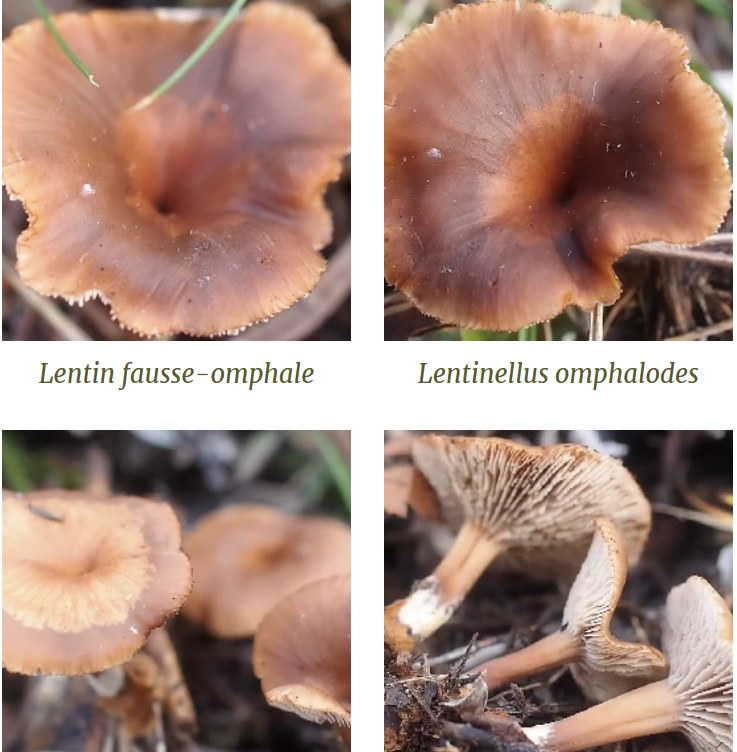 Lentin fausse-omphale