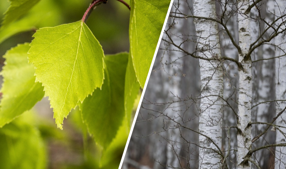 Feuilles et troncs de bouleaux, arbre hôte du Bolet rude.