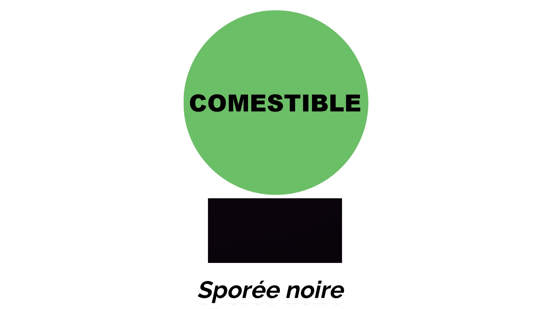 Comestibilité/spores