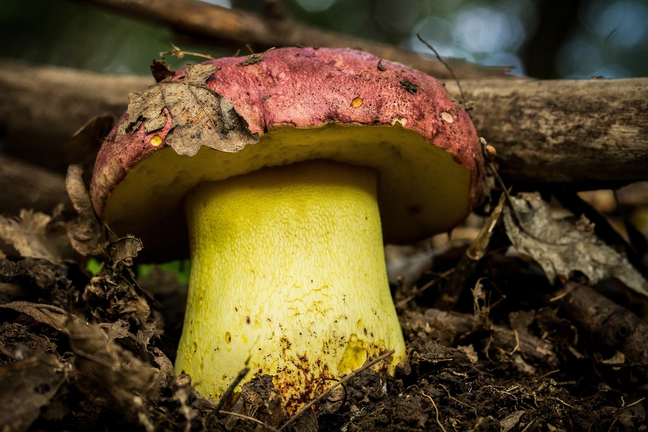 Bolet royal (Butyriboletus regius)