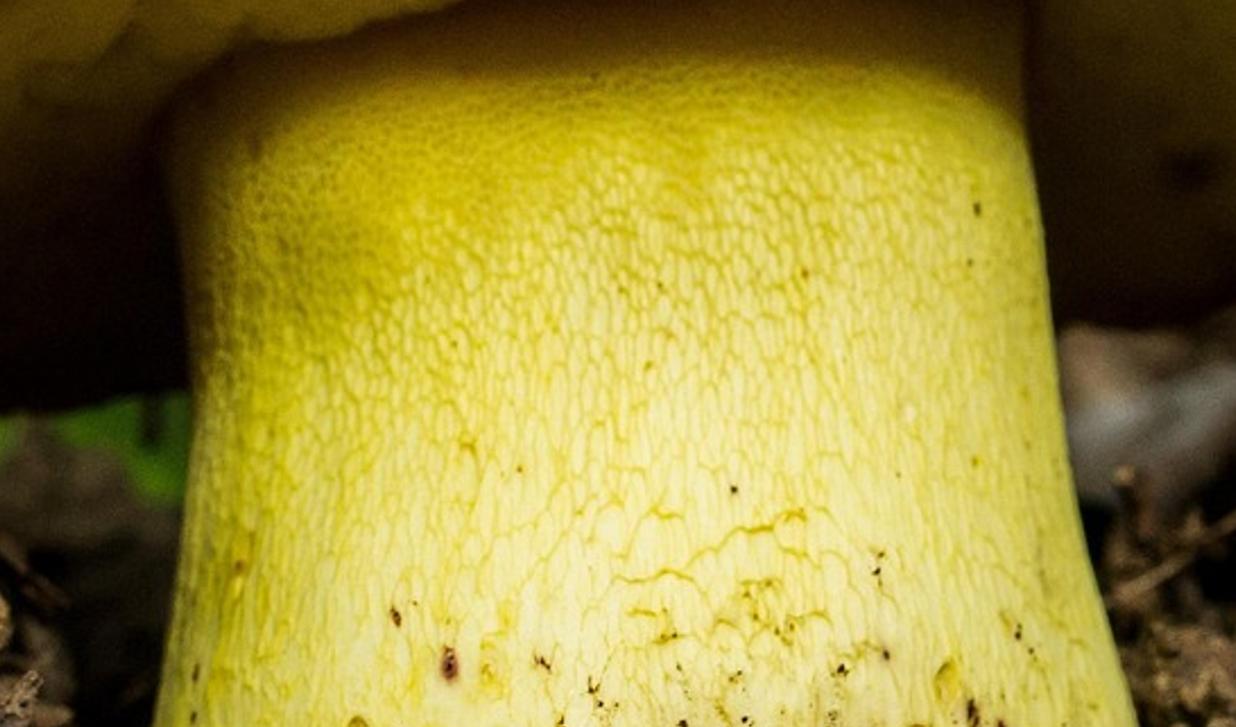 Bolet royal, zoom sur le réseau du pied