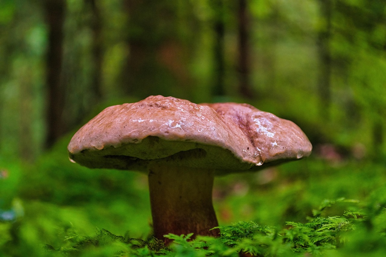 Butyriboletus regius