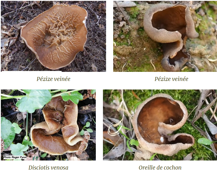 Pézize veinée, Oreille de cochon