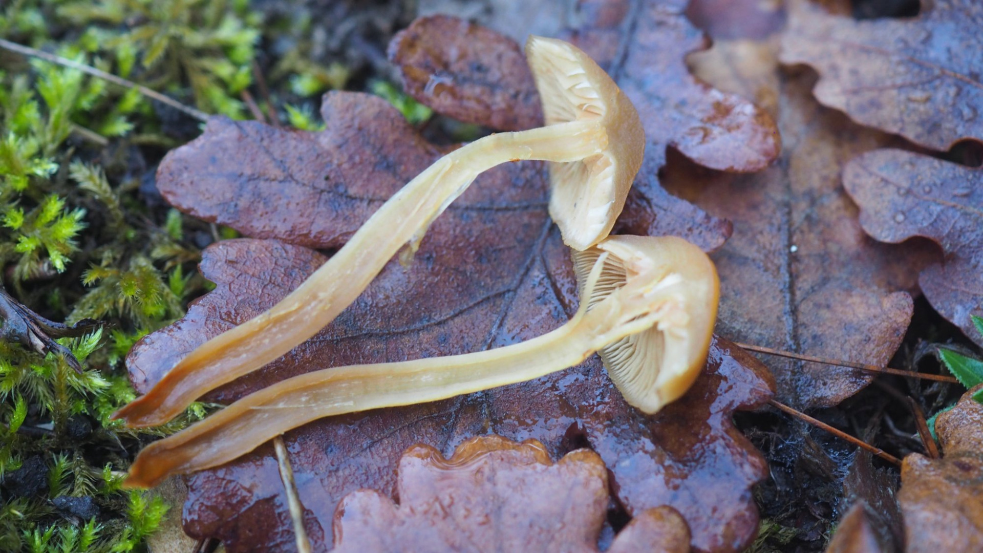 Coupe transversale de la Galère marginée