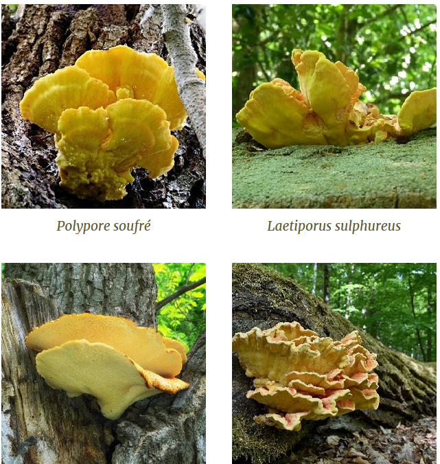 Polypore soufré