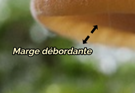 Exemple d'une marge débordante.