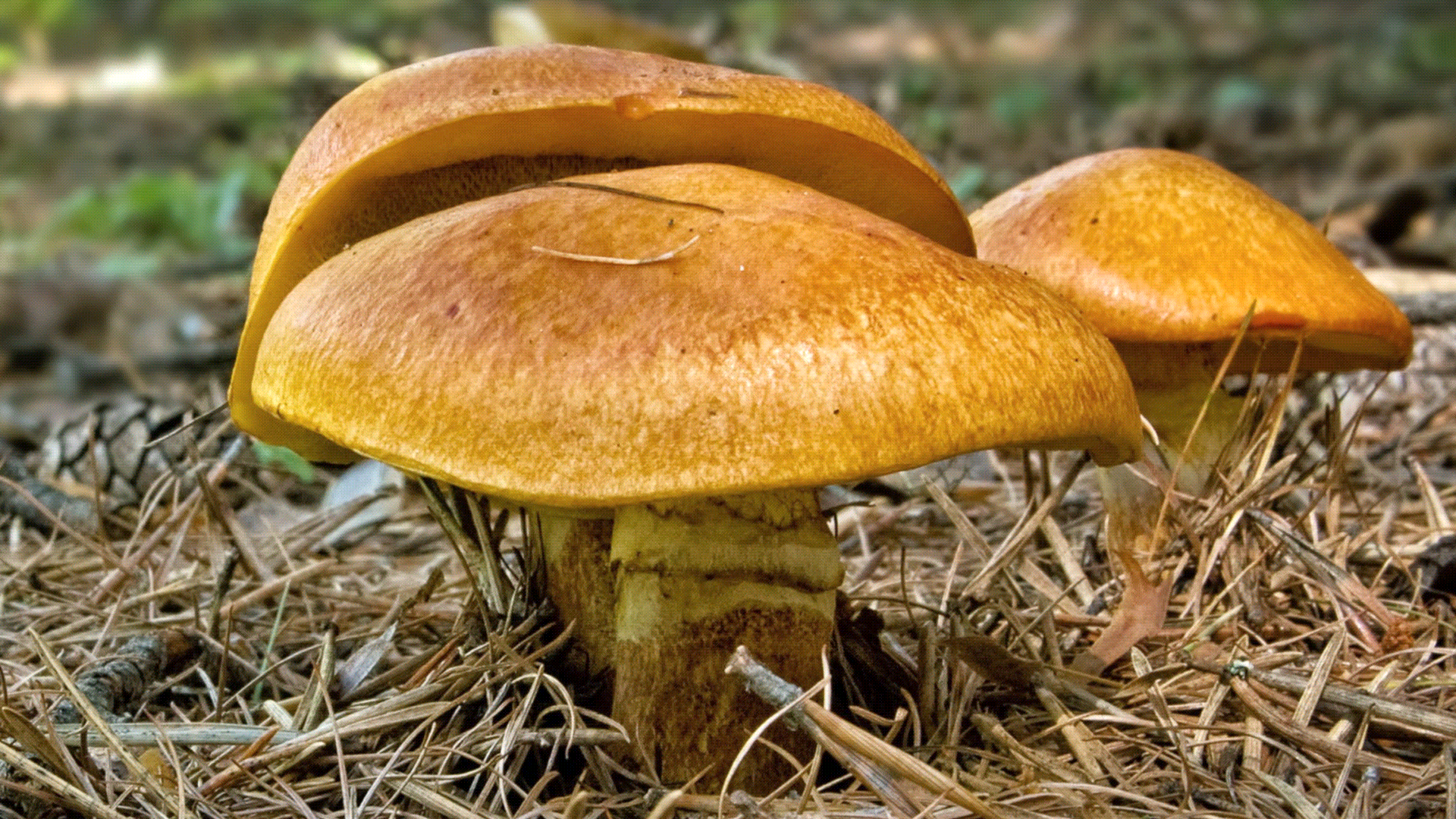 Bolet élégant mature par temps sec.