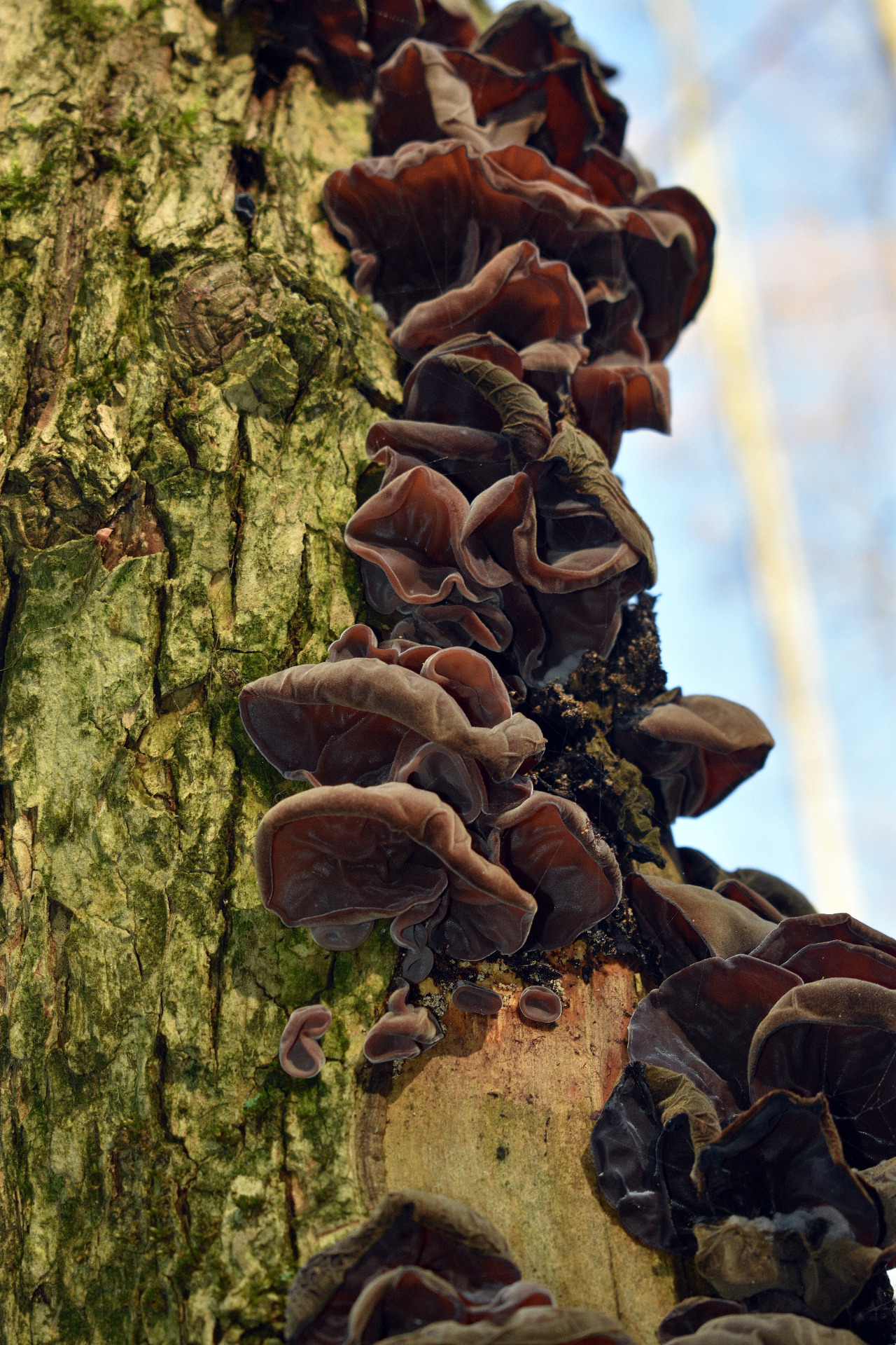 Des Oreilles de Judas colonisant un tronc de feuillus.