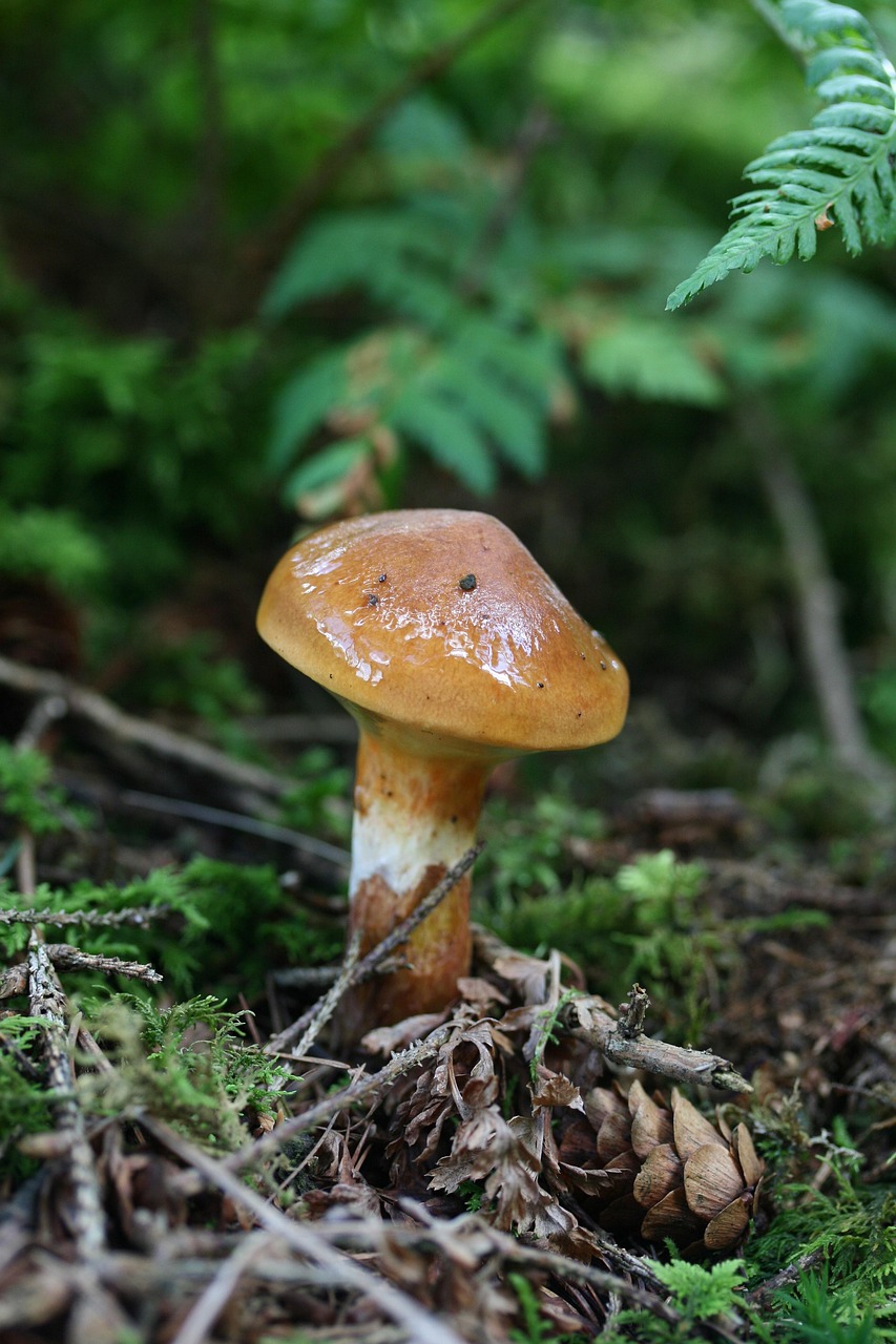Suillus grevillei