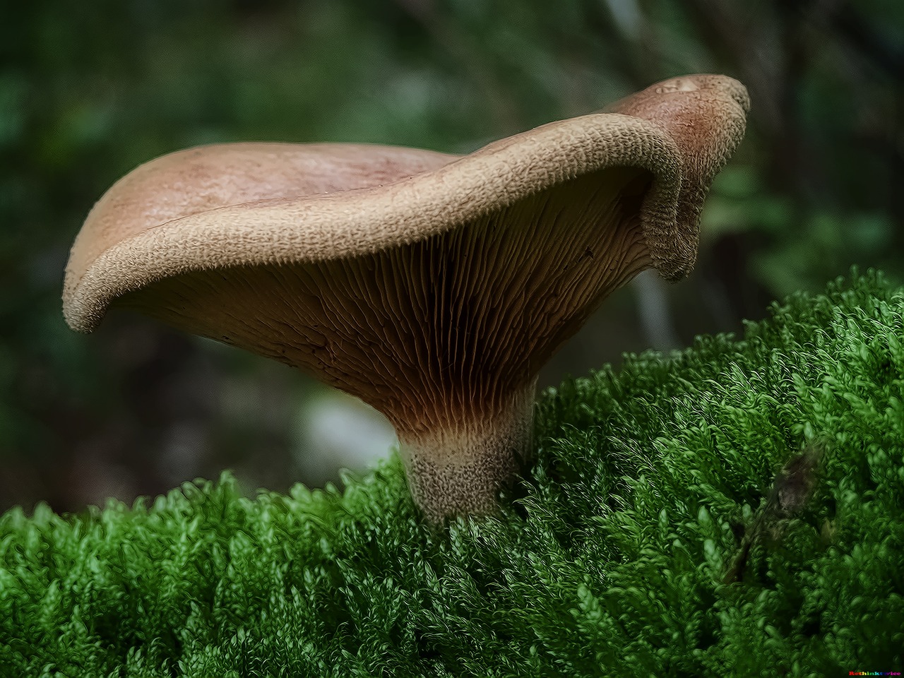 Paxillus involutus