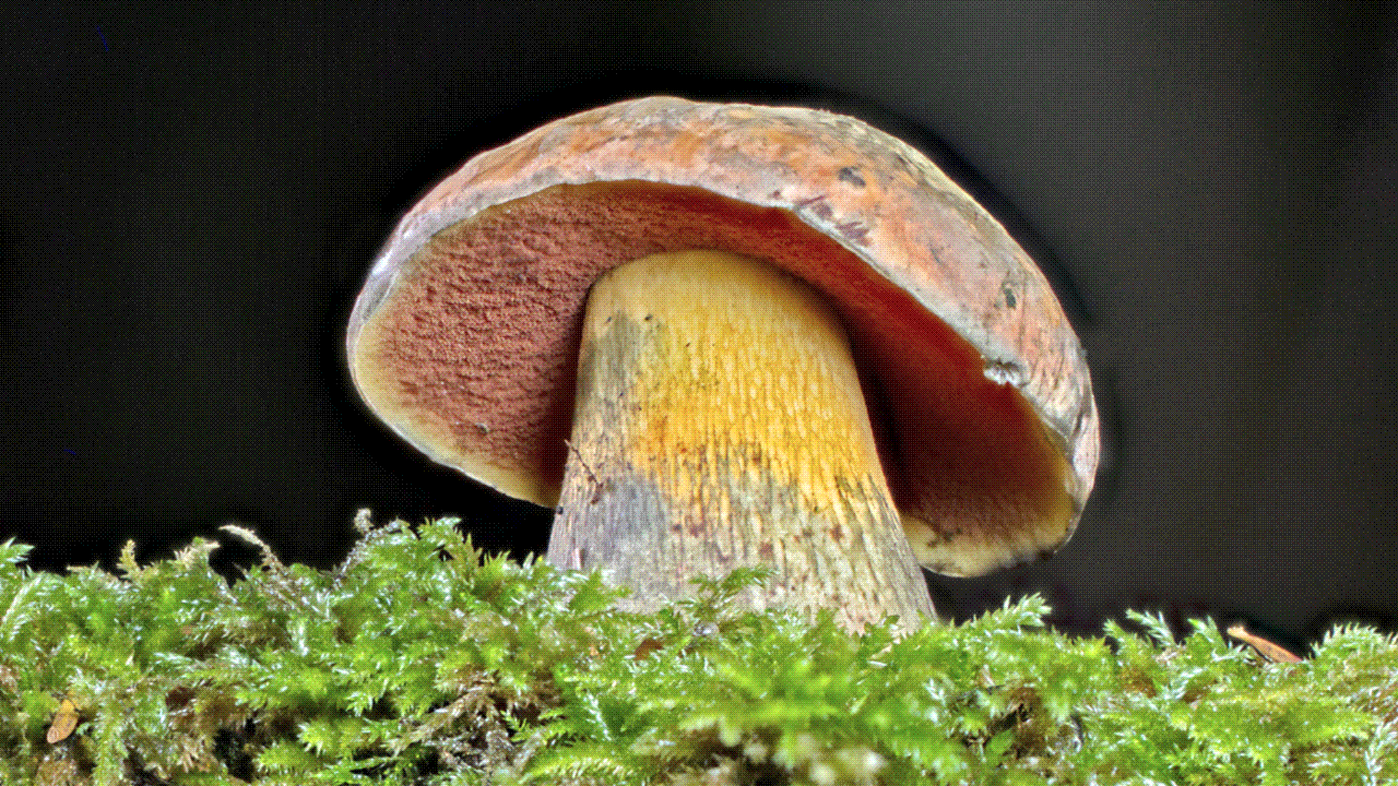 Bolet chicorée ou Bolet de Le Gal