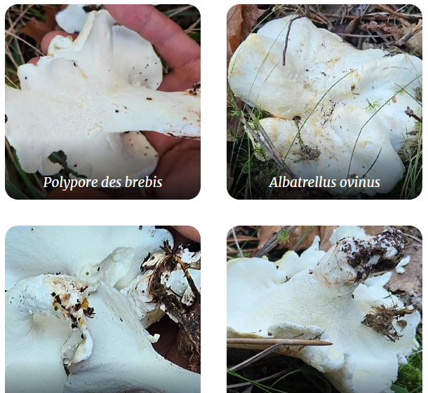 Polypore des brebis
